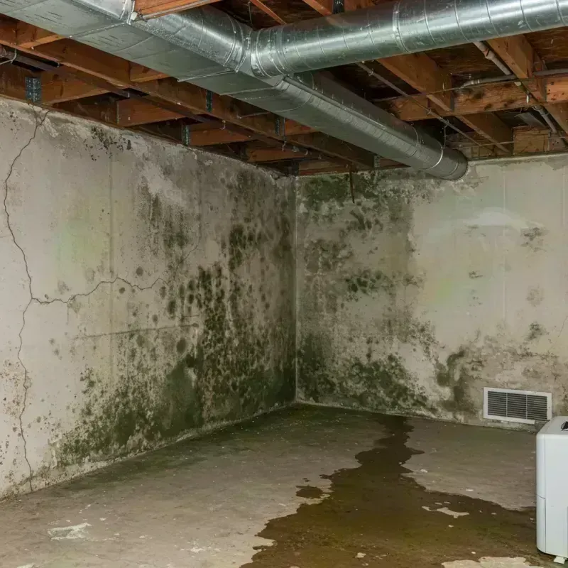 Professional Mold Removal in Stone Mountain, GA